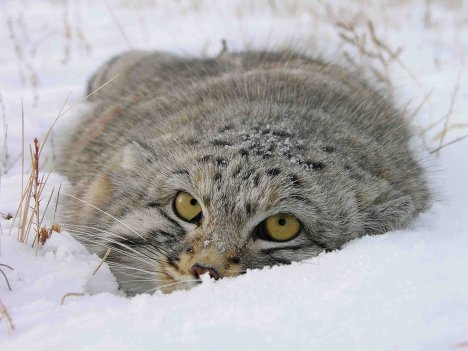 дикого кота фото онлайн дикого кота фото