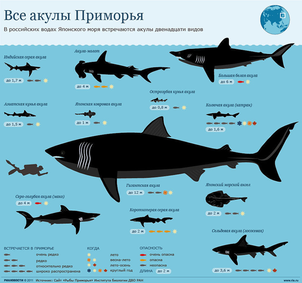 Акулы все виды фото с названием