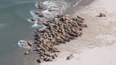 Моржи на острове Колгуев Моржи на острове Колгуев