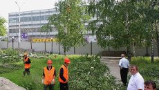Вырубка деревьев Вырубка деревьев