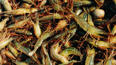 Морепродукты. Архивное фото Морепродукты. Архивное фото