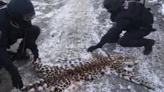 Приморца задержали при попытке продать шкуру краснокнижного леопарда Приморца задержали при попытке продать шкуру краснокнижного леопарда