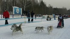 Хаски, лыжи и только вперед: в Томске впервые прошли гонки на собаках Хаски, лыжи и только вперед: в Томске впервые прошли гонки на собаках