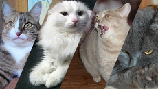 Кошки. Коллаж Кошки. Коллаж